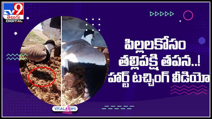 Bird Viral: పిల్లలకోసం తల్లిపక్షి తపన..! పక్షి సాహసానికి నెటిజన్లు ఫిదా.. హార్ట్ టచ్చింగ్ వీడియో Bird Viral: పిల్లలకోసం తల్లిపక్షి తపన..! పక్షి సాహసానికి నెటిజన్లు ఫిదా.. హార్ట్ టచ్చింగ్ వీడియో