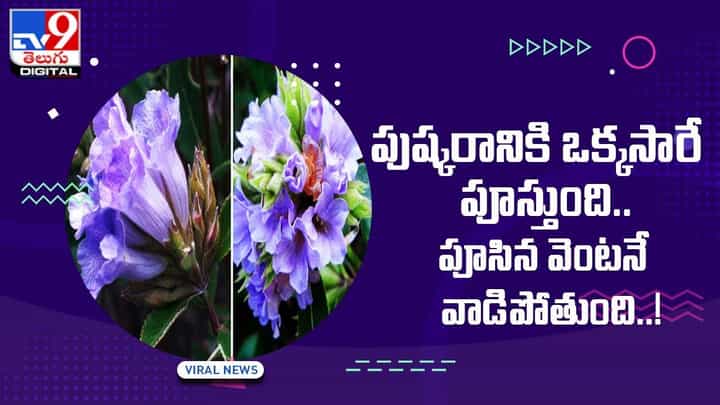 పుష్కరానికి ఒక్కసారే పూస్తుంది !! పూసిన వెంటనే వాడిపోతుంది !! పుష్కరానికి ఒక్కసారే పూస్తుంది !! పూసిన వెంటనే వాడిపోతుంది !!