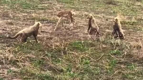 Viral Video: జింక పిల్ల, చిరుత పిల్ల మధ్య చాలా సేపు ఫైట్.. చివరకు ఊహించని ట్విస్ట్