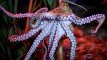 Octopus: అక్టోపస్‌ జీవి గురించి తెలుసా..? దీని గురించి తెలిస్తే మీరే ఆశ్చర్యపోతారు..!