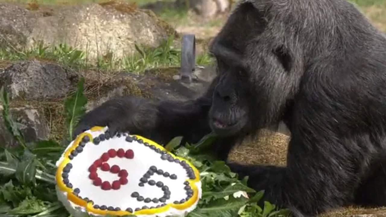 Oldest Gorilla Birthday: ప్రపంచంలో అతి వృద్ధ గొరిల్లా.. 65 వ పుట్టిన రోజుని ఘనంగా నిర్వహించిన జూ సిబ్బంది