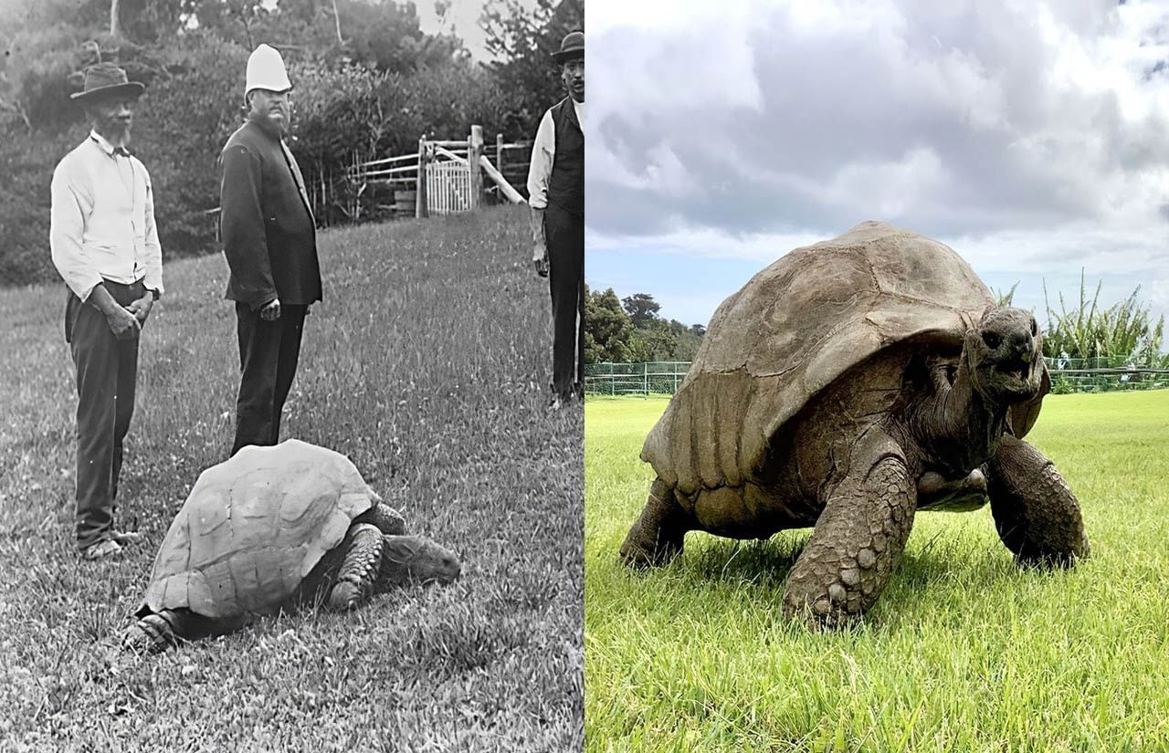 Oldest Tortoise 2