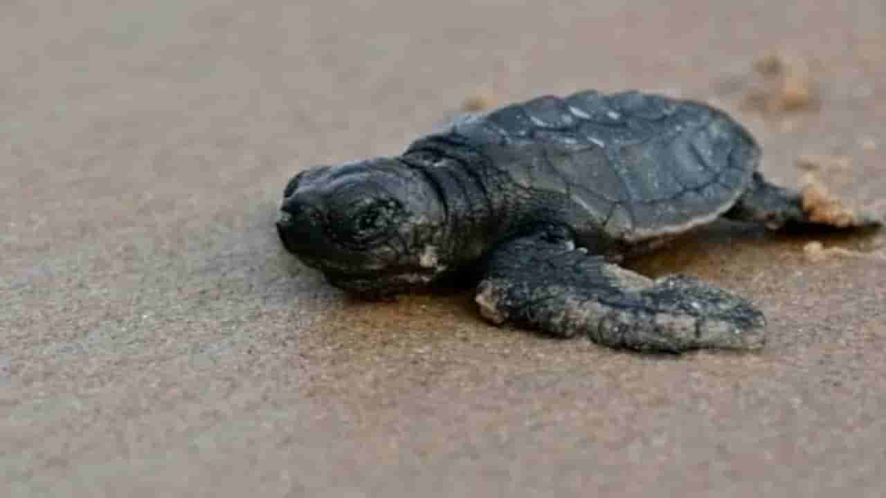 Olive Ridley Turtle: ఆలివ్ రిడ్లే తాబేళ్లను రక్షిస్తున్న సంరక్షణ కేంద్రం.. 3వేల తాబేళ్లను సముద్రంలో వదిలిన..