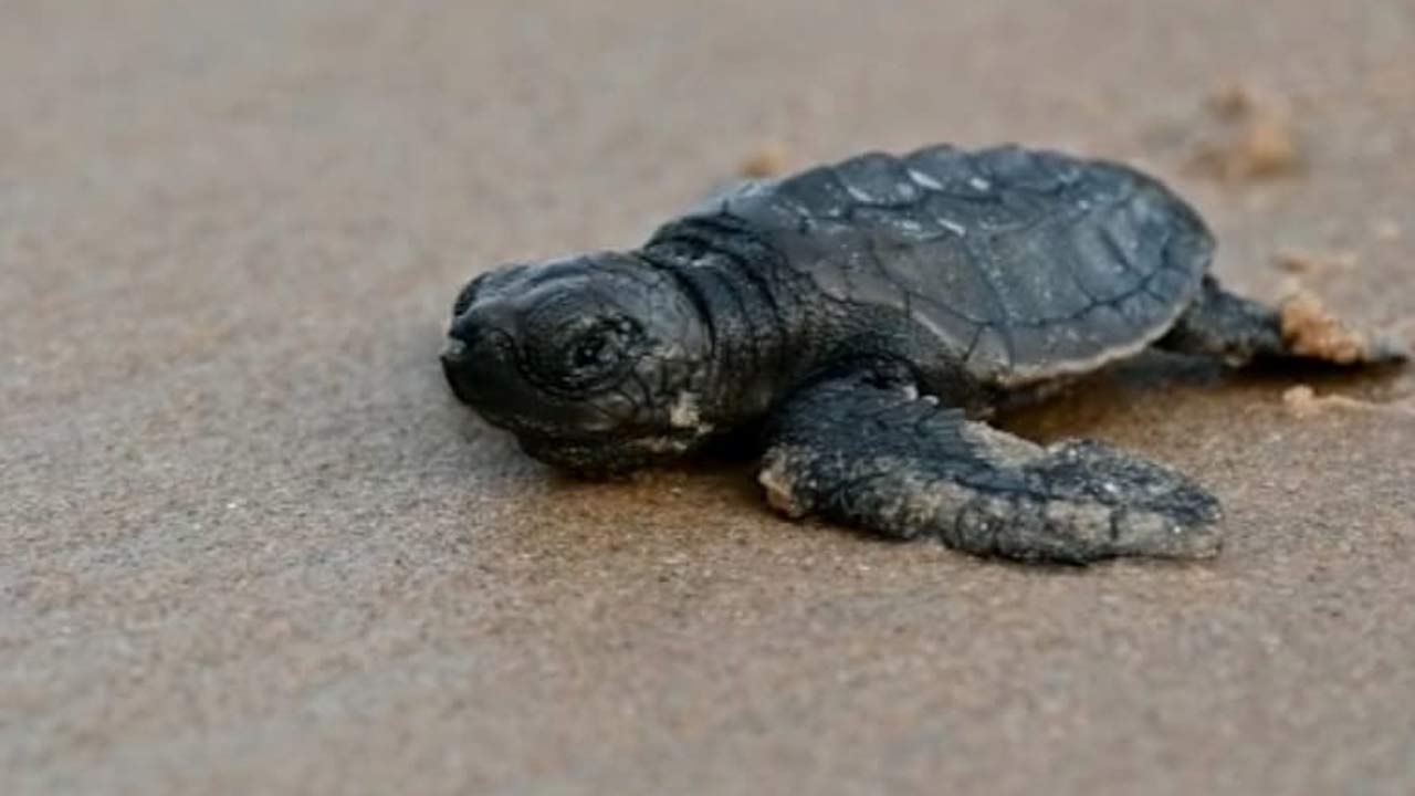 Olive Ridley Turtle: ఆలివ్ రిడ్లే తాబేళ్లను రక్షిస్తున్న సంరక్షణ కేంద్రం.. 3వేల తాబేళ్లను సముద్రంలో వదిలిన..