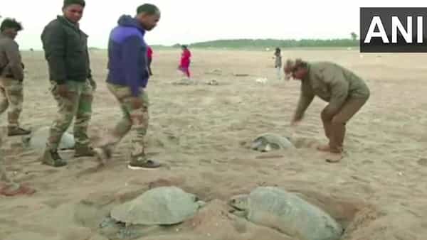 Olive Ridley Turtle: లక్షలాదిగా వచ్చి.. కోట్లాదిగా వెళ్ళడానికి బరంపురానికి చేరుతున్న తాబేళ్లు... వీటి స్పెషాలిటీ ఏమిటంటే