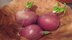 Sprouted Onions: మొలకెత్తిన ఉల్లిపాయ తింటున్నారా.. అయితే ఇవి తెలుసుకోవాల్సిందే..
