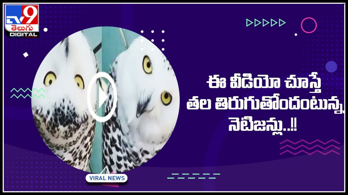 Owl viral video ఈ వీడియో చూస్తే త‌ల తిరుగుతోందంటున్న నెటిజ‌న్లు