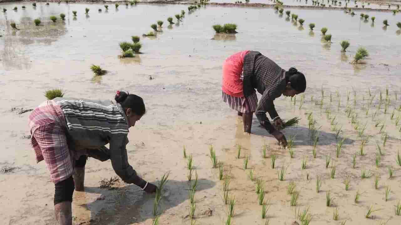 Punjab: జూన్ 20 వరకు వరి నాట్లు వాయిదా వేయాలని ప్రతిపాదించిన వ్యవసాయ శాఖ.. కారణం అదేనా?