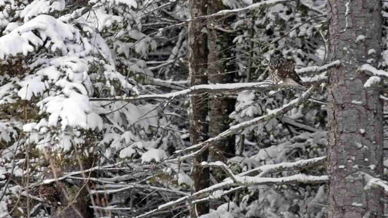 Picture Puzzle: మచ్చా.. ఈ ఫోటోలో 2వ గుడ్లగూబను కనిపెడితే.. మీ ఐ పవర్ అచ్చా..!