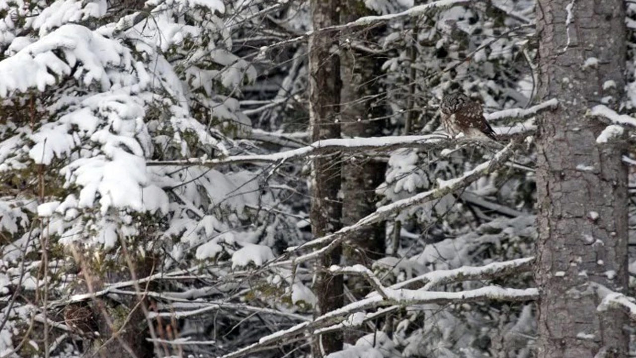 Picture Puzzle: మచ్చా.. ఈ ఫోటోలో 2వ గుడ్లగూబను కనిపెడితే.. మీ ఐ పవర్ అచ్చా..!