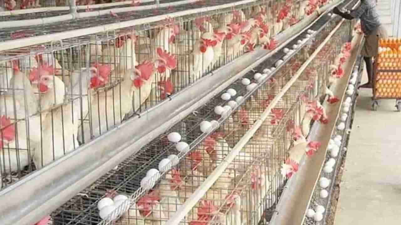 Egg Prices: రికార్డు స్థాయిలో మేతల ధరలు.. నష్టాల్లో కొట్టుమిట్టాడుతున్న పౌల్ట్రీ పరిశ్రమ..