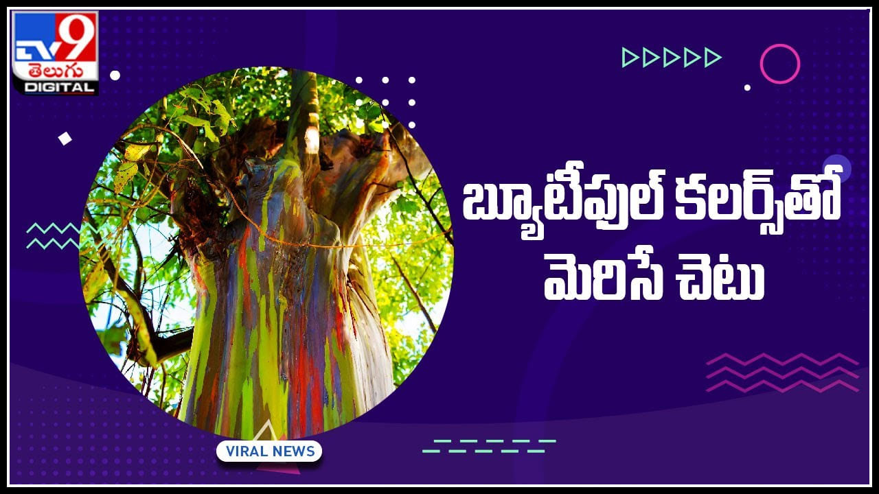 Rainbow Tree: బ్యూటీఫుల్‌ కలర్స్‌తో మెరిసే అందమైన రెయిన్‌బో యూకలిప్టస్ చెట్లు.. చుస్తే మతిపోవాల్సిందే..!