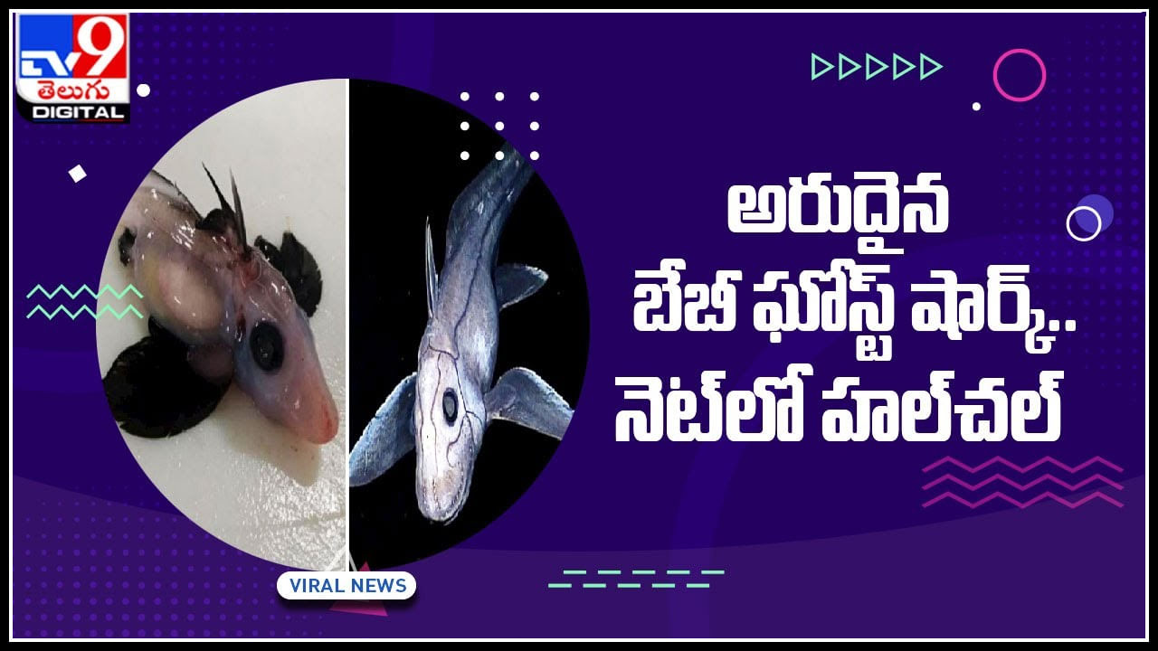 Ghost Shark: అమ్మో.. అరుదైన బేబీ ఘోస్ట్ షార్క్‌.. నెట్టింట హల్‌చల్‌ చేస్తున్న వీడియో..