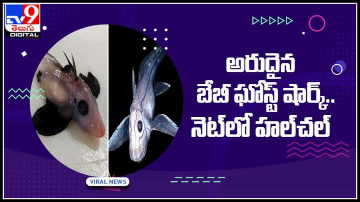 Ghost Shark: అమ్మో.. అరుదైన బేబీ ఘోస్ట్ షార్క్.. నెట్టింట హల్చల్ చేస్తున్న వీడియో.. Ghost Shark: అమ్మో.. అరుదైన బేబీ ఘోస్ట్ షార్క్.. నెట్టింట హల్చల్ చేస్తున్న వీడియో..