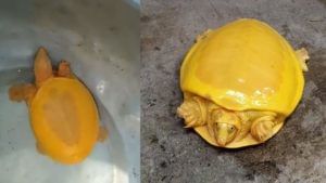 Yellow Turtle: బంగారు వర్ణంలో మెరిసిపోతున్న అరుదైన తాబేలు.. ఓ గ్రామంలోని చెరువులో లభ్యం