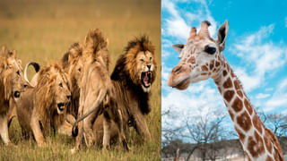 Optical Illusion: ఈ ఫోటోలో ముందుగా ఏం కనిపిస్తోంది.. దాని బట్టి మీ వ్యక్తిత్వం ఎలాంటిదో చెప్పొచ్చు..