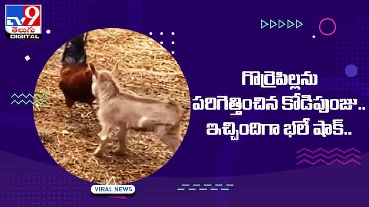 Viral Video: గొర్రెపిల్లను భయపెట్టాలని చూసిన కోడిపుంజు !! కోడిపుంజు గట్టి ఝలక్ ఇచ్చిన తల్లిగొర్రె Viral Video: గొర్రెపిల్లను భయపెట్టాలని చూసిన కోడిపుంజు !! కోడిపుంజు గట్టి ఝలక్ ఇచ్చిన తల్లిగొర్రె