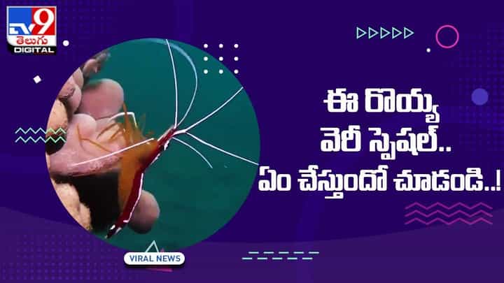 Viral Video: ఈ రొయ్య వెరీ స్పెషల్ !! ఏం చేస్తుందో చూడండి !! Viral Video: ఈ రొయ్య వెరీ స్పెషల్ !! ఏం చేస్తుందో చూడండి !!