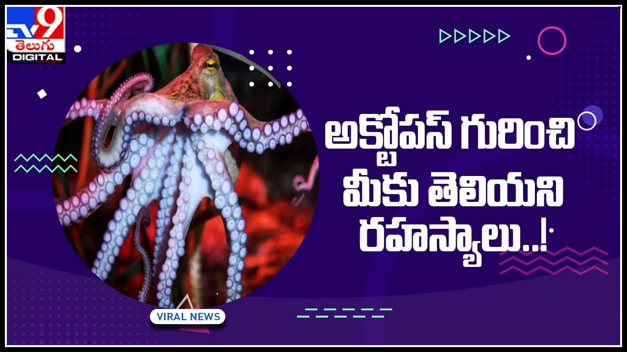 Octopus Secrets: ఆక్టోపస్‌ గురించి మీకు తెలియని విషయాలు..! 9 మెదడులు, 3 హృదయాలు కలిగి...