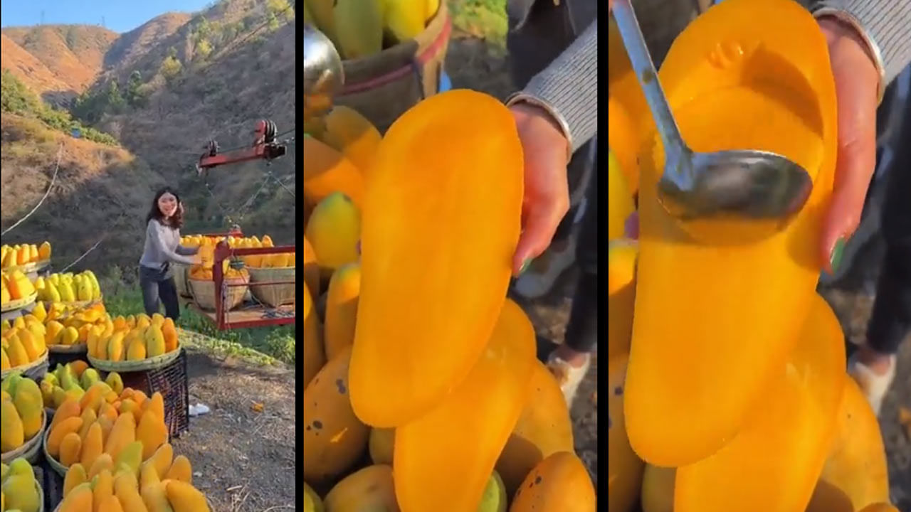 Seedless Mango: మార్కెట్‌లో సందడి చేస్తున్న టెంక లేని మామిడి పండు.. వీడియో వైరల్