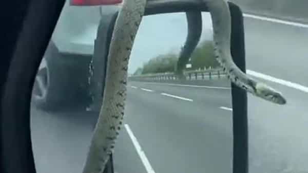 Viral Video: వ్యాన్కు వేలాడుతూ పాము షికారు.. వీడియో చూస్తూ ఫ్యూజులు ఔట్..!