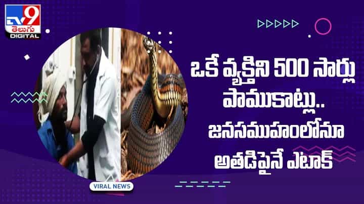 ఒకే వ్యక్తిని 500 సార్లు పాముకాట్లు !! జనసముహంలోనూ అతడిపైనే ఎటాక్ !! ఒకే వ్యక్తిని 500 సార్లు పాముకాట్లు !! జనసముహంలోనూ అతడిపైనే ఎటాక్ !!