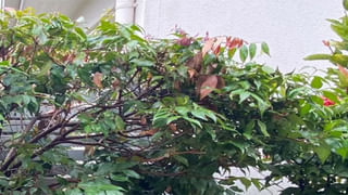 Ambani Daughter in Law: ముఖేష్ అంబానీ కొడలు సంపద ఎంతో తెలిస్తే అవాక్కవుతారు..!