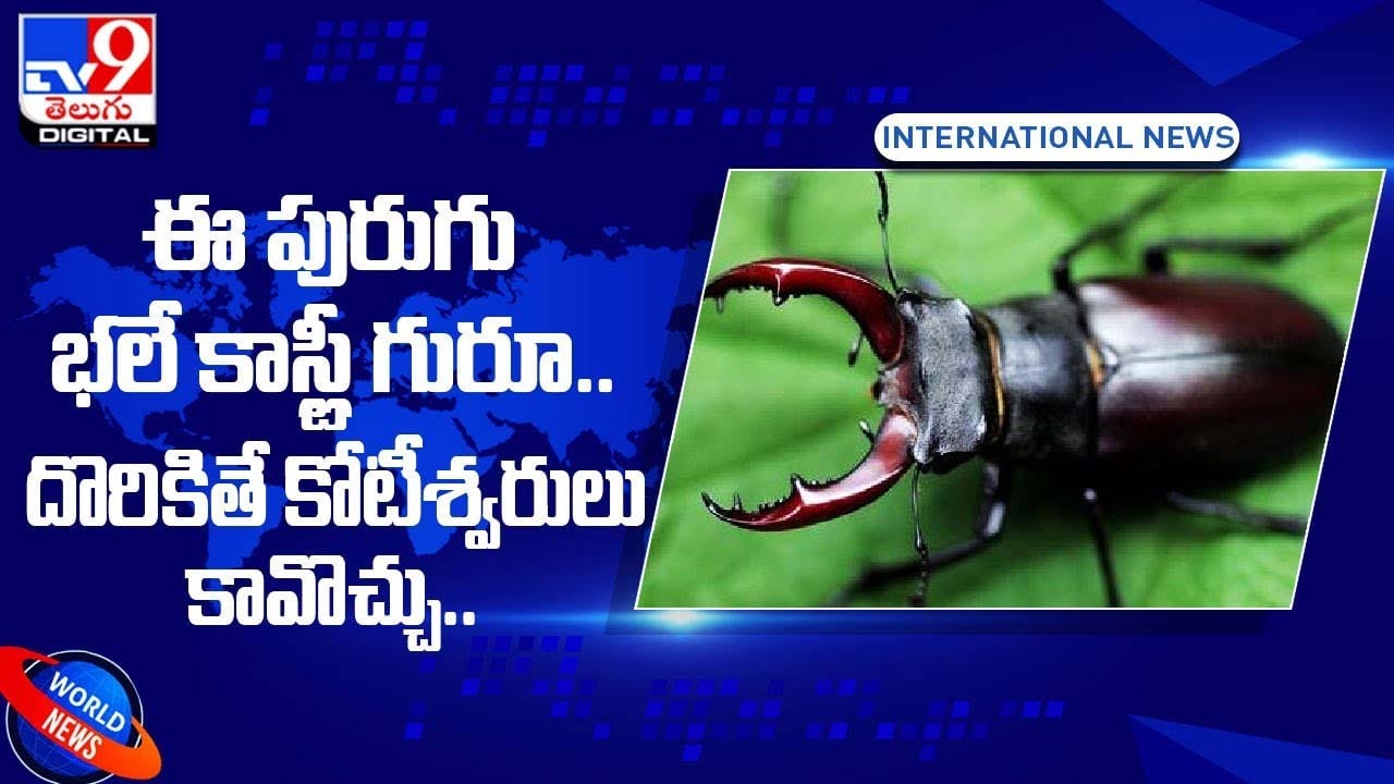 Telu Insect ఈ పురుగు భలే కాస్ట్లీ గురూ.. దొరికితే కోటీశ్వరులు కావొచ్చు !! | World ...
