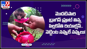 Baby Monkey Reaction Funny Video Latest News in Telugu, Baby Monkey  Reaction Funny Video Top Headline, Photos, Videos Online | TV9 Telugu