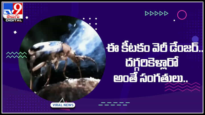 Dangerous Insect: తరుచుగా కనిపించే ఈ కీటకం వెరీ డేంజర్.. ఒక్కసారి కరిచిందో అంతే సంగతులు.. Dangerous Insect: తరుచుగా కనిపించే ఈ కీటకం వెరీ డేంజర్.. ఒక్కసారి కరిచిందో అంతే సంగతులు..