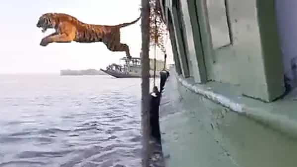 Royal Bengal Tiger: బోట్లో తరలిస్తుండగా నీటిలో దూకిన పులి.. వైరల్గా మారిన వీడియో..