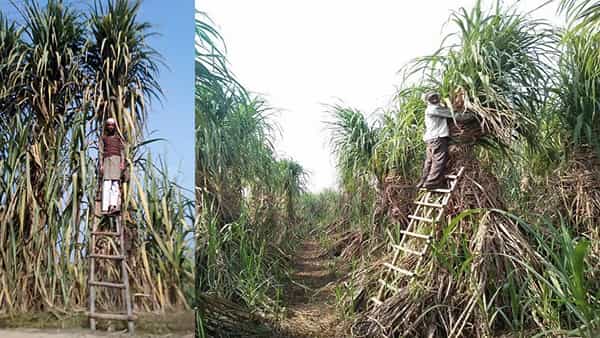 Success Story: వ్యవసాయం దండగ కాదు పండగ అంటున్న రైతు.. 23 అడుగుల పొడవు చెరకు పండించి రికార్డ్..