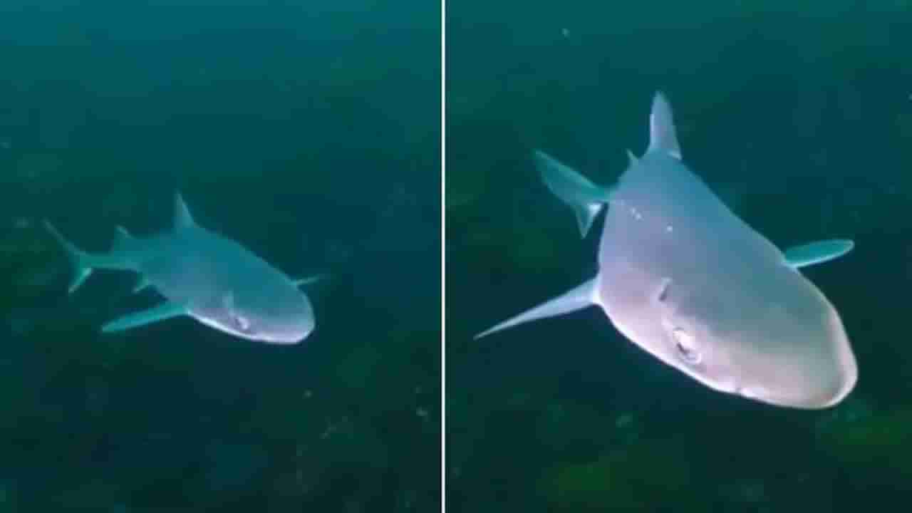 Dangerous Shark: ఆ నదిలో ప్రమాదకరమైన సొరచేప.. కొరికిందంటే క్షణాల్లో మరణం..!