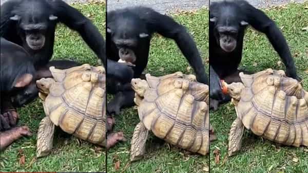 Viral Video: ఫ్రెండ్ అంటే ఇలా ఉండాలి.. తాబేలు ఆకలి తీరుస్తున్న కోతి.. వీడియో వైరల్..