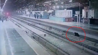 Viral Video:  మాకు దక్కనిది ఇంకెవ్వరికీ చిక్కనివ్వం.. అంటున్న మొసళ్లు