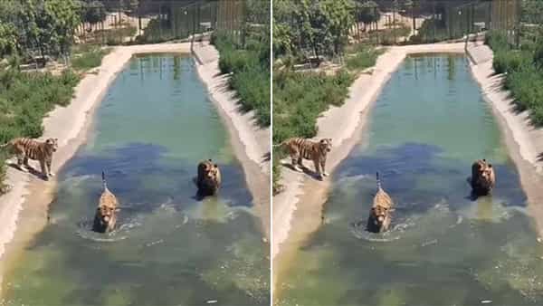 Viral Video: పులితోనే ఆటాలా..? దాగుడు మూతలు ఆటాడిన బాతుకు షాకిచ్చిన స్మార్ట్ టైగర్.. వీడియో