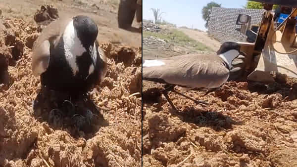 Viral Video: తల్లి ప్రేమ అంటే ఇట్లుంటది.. వీడియో చూస్తే మీ కంట కన్నీళ్లు ఆగవు.!
