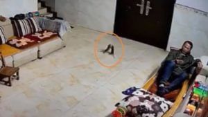 Viral Video: అచ్చం మనుషుల్లానే..! పొట్టు పొట్టుగా కొట్టుకున్న ఎలుకలు.. వీడియో చూస్తే బిత్తరపోవాల్సిందే
