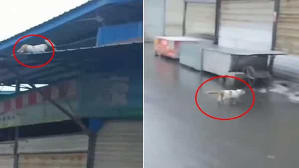 Viral Video: ఇజ్జత్ పోతుందని సైలెంట్గా సైడ్ కి వెళ్లిన పిల్లి.. వీడియో చూస్తే పొట్టచెక్కలవ్వాల్సిందే..