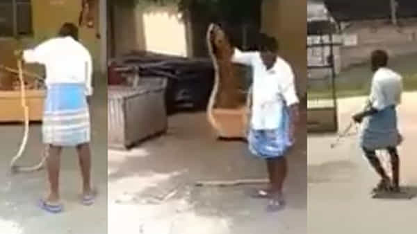 Viral Video: ఈ భారీ పామును పట్టుకున్న వ్యక్తి తర్వాత ఏం చేశాడో చూస్తే ఆశ్చర్యపోతారు.. సోషల్ మీడియాలో వీడియో వైరల్!