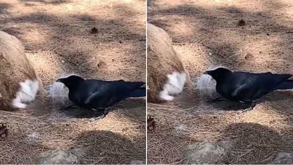 Viral Video: అట్లుంటది మనతోని.. గూడు కోసం ఏకంగా జింకనే వాడేసిన కాకి.. వీడియో వైరల్