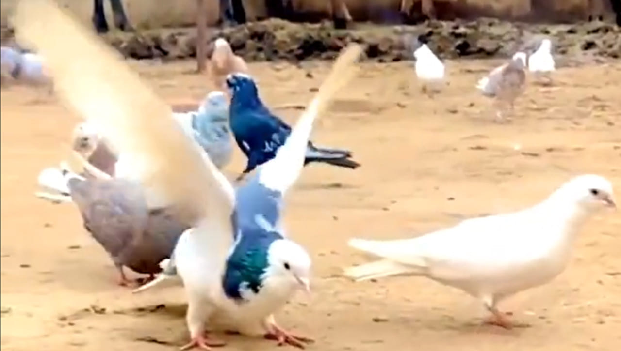 Viral: మనుషులు బ్యాక్ ఫ్లిప్ చేయడం చూసుంటారు.. మరి పక్షులు చేయడం ఎప్పుడైనా చూశారా? వైరల్ అవుతోన్న వీడియో..