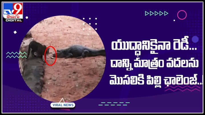 Viral Video: యుద్ధానికైనా రెడీ... దాన్ని మాత్రం వదలను.. మొసలికి పిల్లి ఛాలెంజ్..! వీడియో చూస్తునంతసేపు నవ్వు ఆగదు.. Viral Video: యుద్ధానికైనా రెడీ... దాన్ని మాత్రం వదలను.. మొసలికి పిల్లి ఛాలెంజ్..! వీడియో చూస్తునంతసేపు నవ్వు ఆగదు..