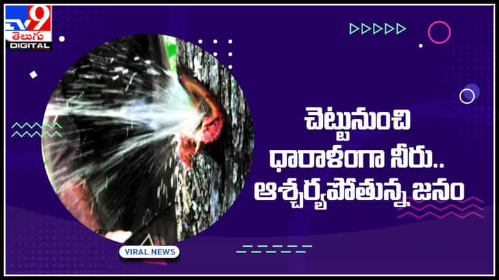 Viral Video: ప్రకృతి చేసే వింతలు ముందు మనమెంత..? చెట్టునుంచి ధారాళంగా నీరు.. చుస్తే షాక్ అవ్వాల్సిందే.. Viral Video: ప్రకృతి చేసే వింతలు ముందు మనమెంత..? చెట్టునుంచి ధారాళంగా నీరు.. చుస్తే షాక్ అవ్వాల్సిందే..