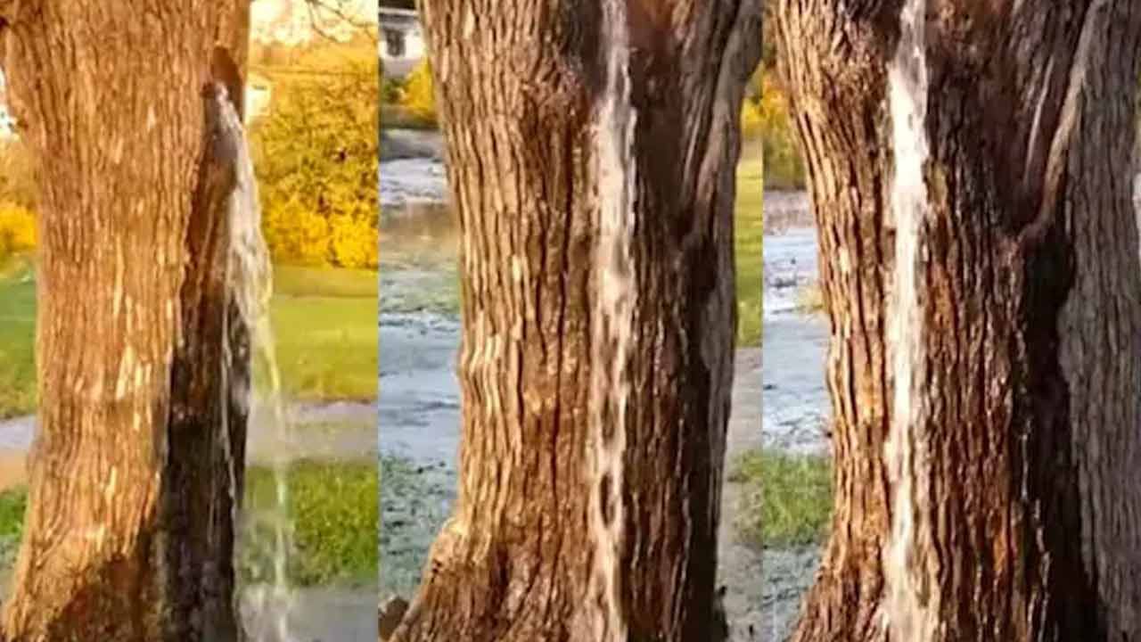 Viral Video: ఈ చెట్టు చాలా స్పెషల్ గురూ.. ఆక్సీజన్ మాత్రమే కాదు నీటిని కూడా ఇస్తుంది.. వీడియో మీకోసం..!