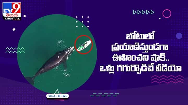 బోటులో ప్రయాణిస్తుండగా ఊహించని షాక్.. ఒళ్లు గగుర్పొడిచే వీడియో బోటులో ప్రయాణిస్తుండగా ఊహించని షాక్.. ఒళ్లు గగుర్పొడిచే వీడియో