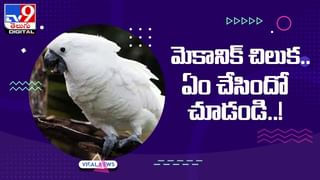 Viral Video: గుడ్డుతో ఫుట్‌బాల్ !! రొనాల్డోకు కోడి సవాల్‌ !!