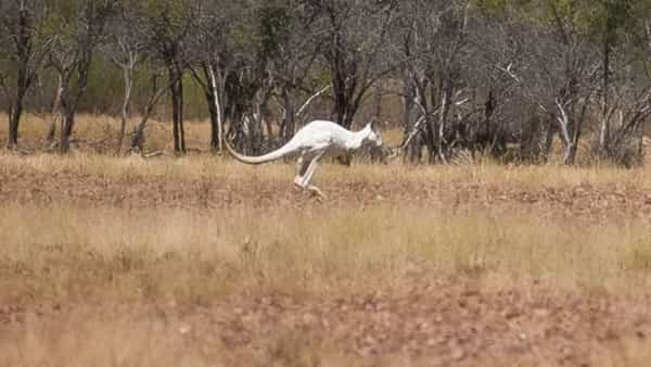 Rare Kangaroo: ఓ మహిళ కంట పడిన అరుదైన కంగారూ.. శ్వేత వర్ణంలో మెరిసిపోతూ.. గంతులు