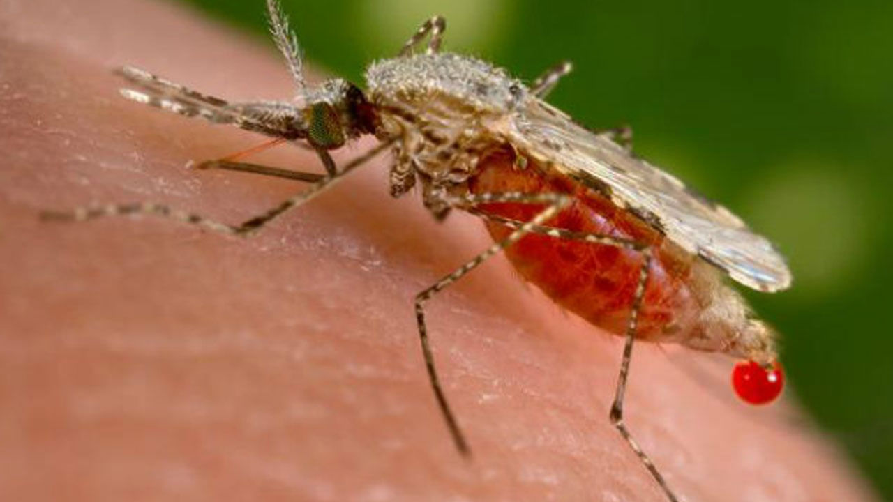 World Malaria Day: నేడు మలేరియా దినోత్సవం.. ఈ వ్యాధి లక్షణాలు.. రకాలు.. నివారణ చర్యలు