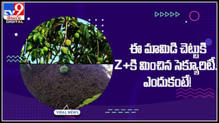 Viral Video: చిరుతకు చుక్కలు చూపించిన అడవి పంది.. ప్రాణ భయంతో చిరుత పరుగో పరుగు..!